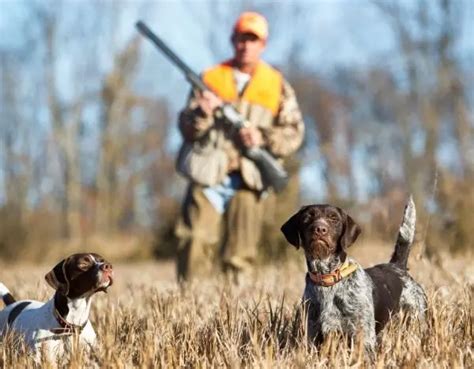 hunting violation lawyer